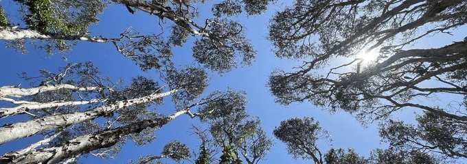 Upwards shot of trees