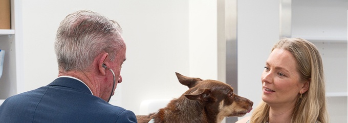 Man and woman examining a brown dog