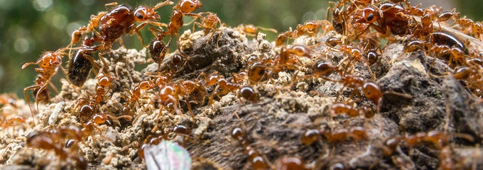 Fireants climbing a mound