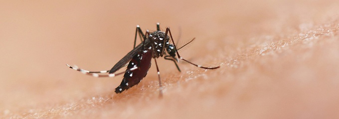 Mosquito Dengue Trial on skin