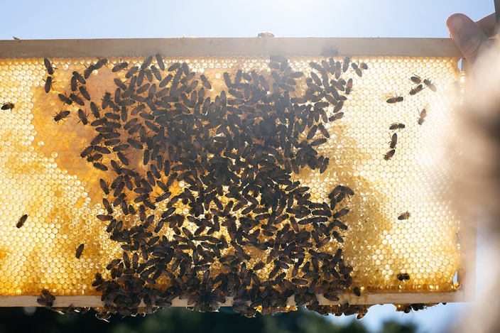 Backlit bee hive frame