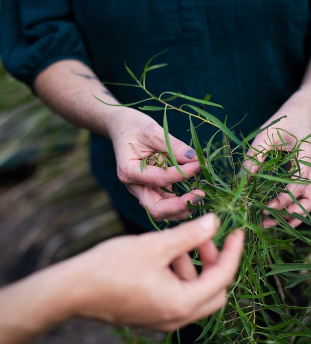 Hands holding a green leafy plant