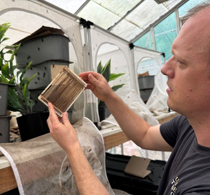 A man looking at a frame with small white egg masses