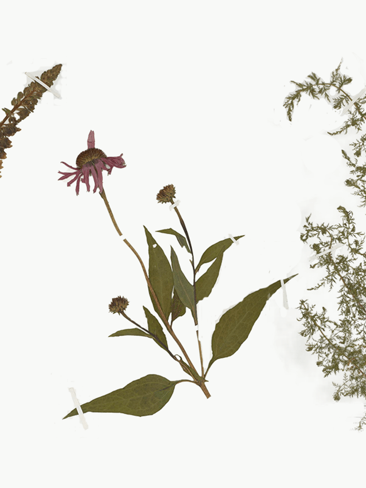 Specimens held at the University’s Medicinal Plant Herbarium