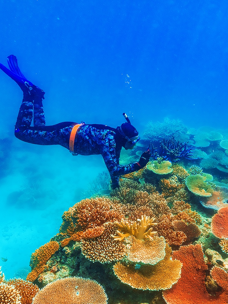 Peter Harrison underwater inspecting a reef at lizard island