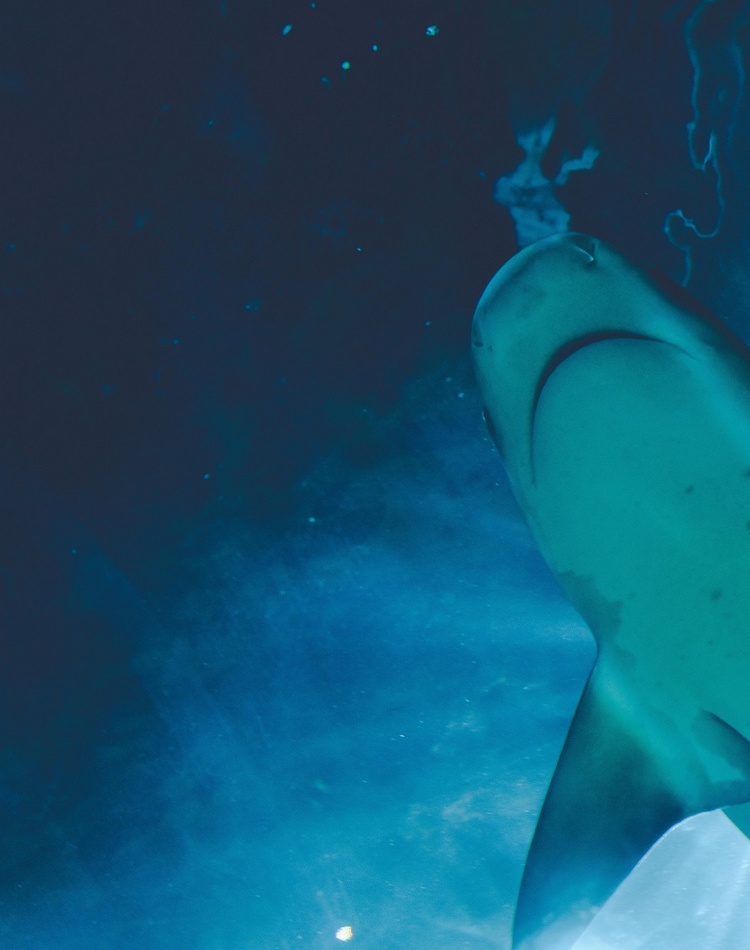 A shark swimming, taken from below