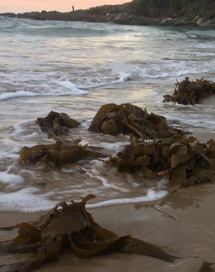 Seaweed kelp on beach_credit Reina Veenhof