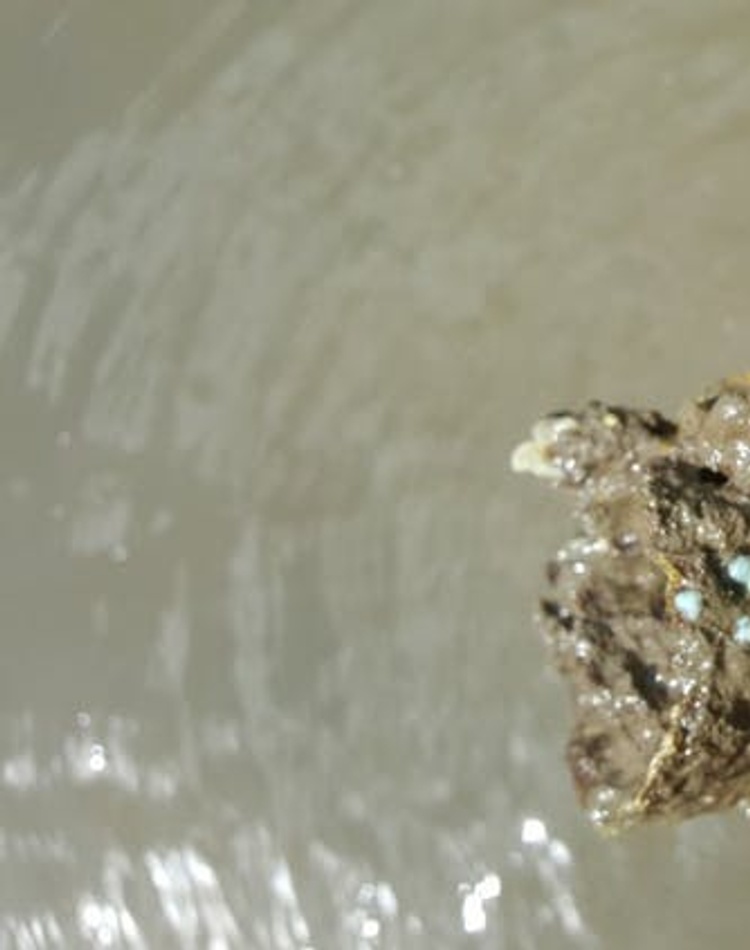 Leaf Oyster
