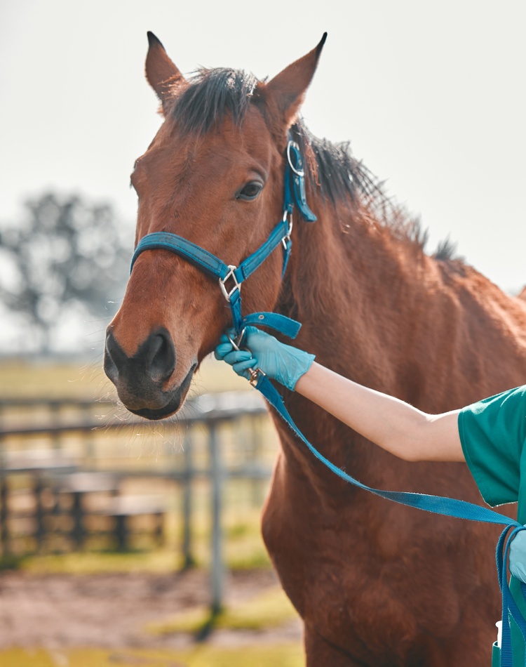 Female veterinarian holding a horse in a harness
