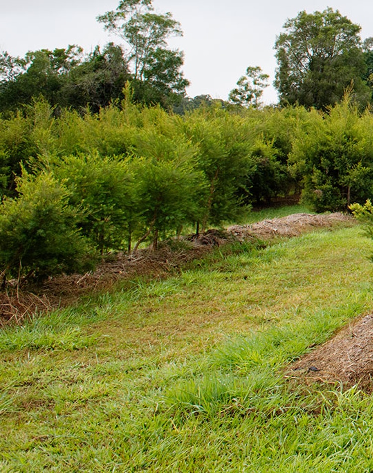 VRM Biologik Posgraduate Scholarship - image shows tea tree plantation