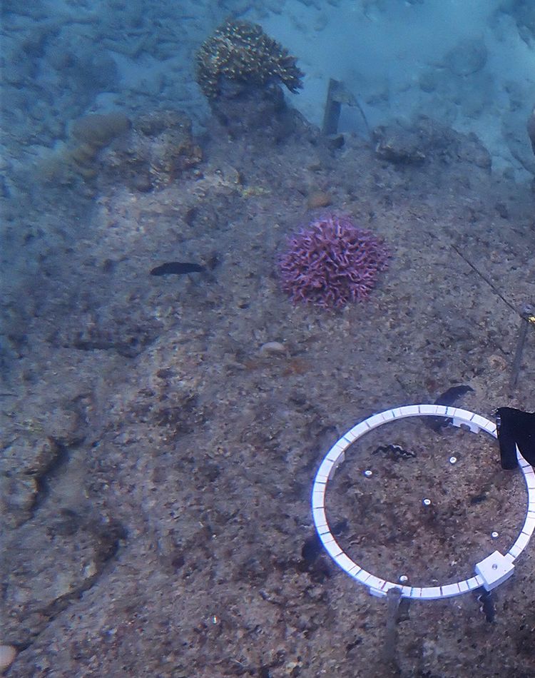 Advanced imaging technology set up at Lizard Island reef