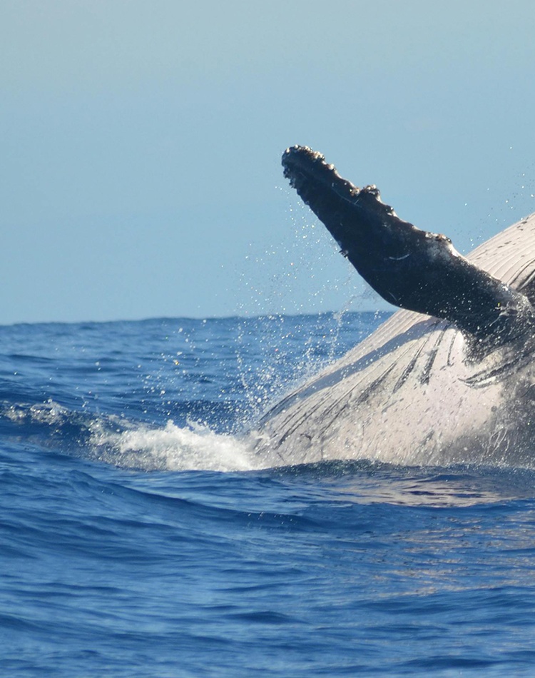 Humpback Whale Jumping out of Water