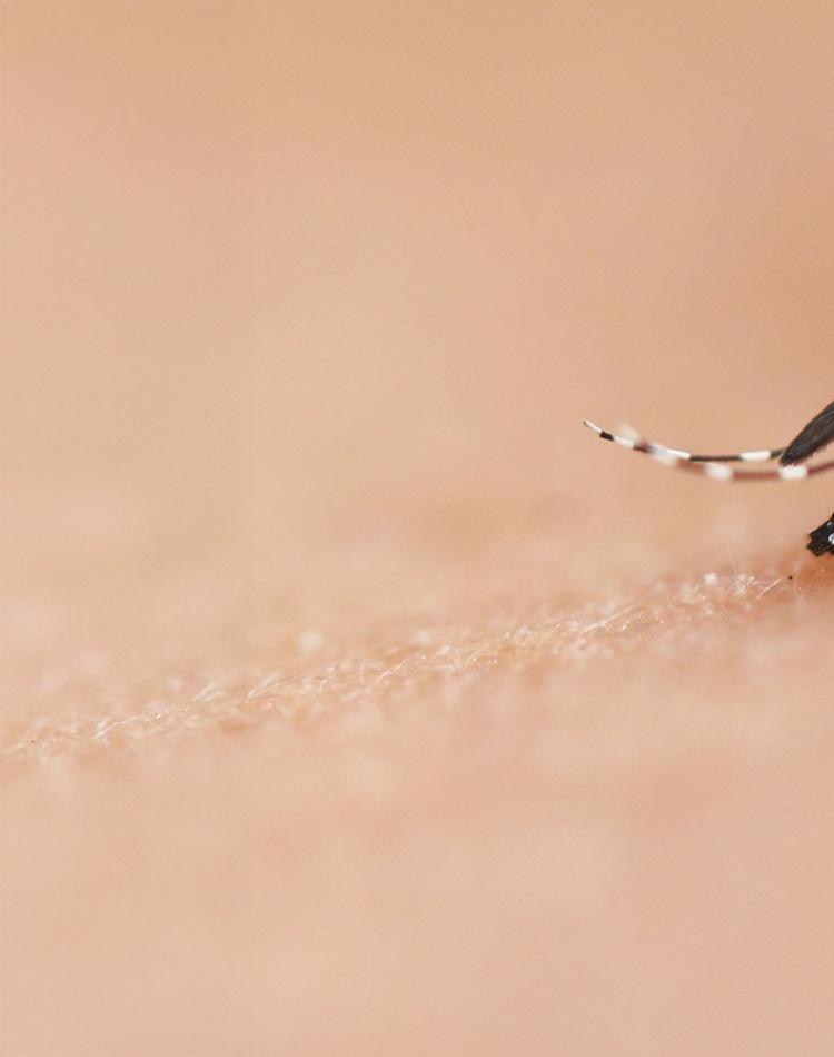 Mosquito bite on human skin
