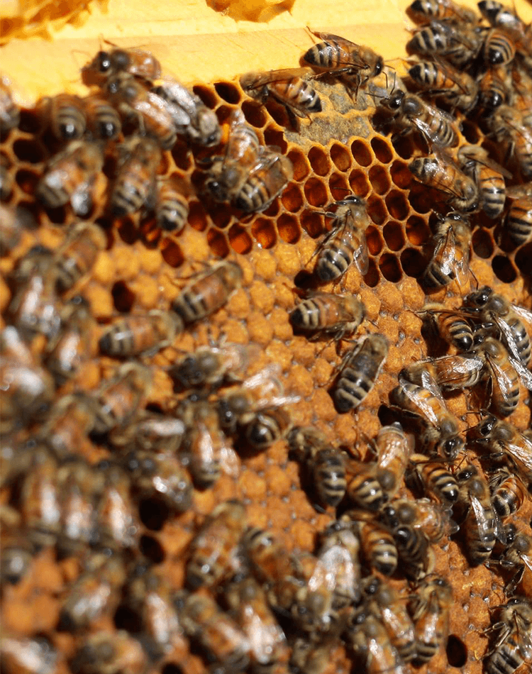 Bees on honeycomb