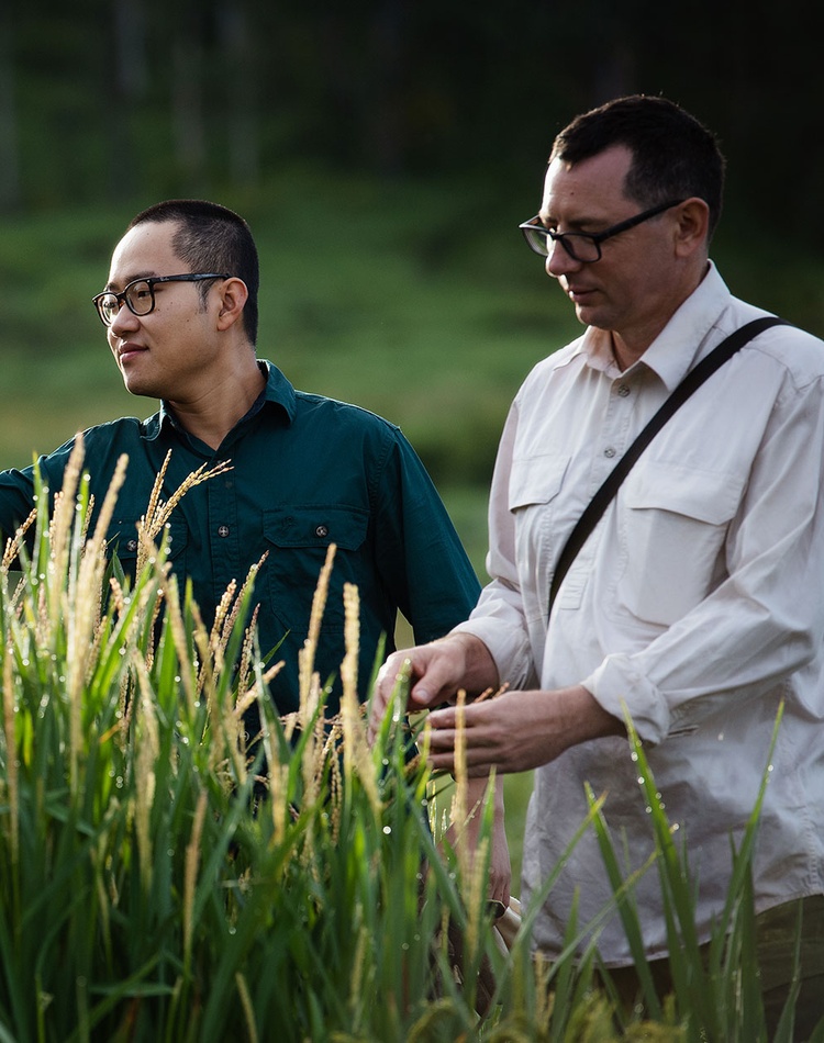 PhD student Duc Truong Nguyen and researcher Szabolcs Lehoczki-krsjak at the experimental rice crop in Lismore.