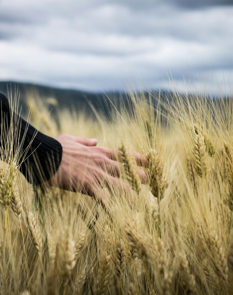 A hand moving through a wheat field