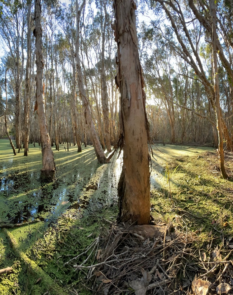 Melaleuca tree in wetland