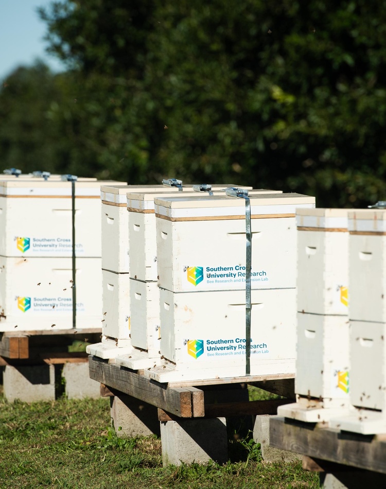 a row of bee hives with Southern Cross University branding