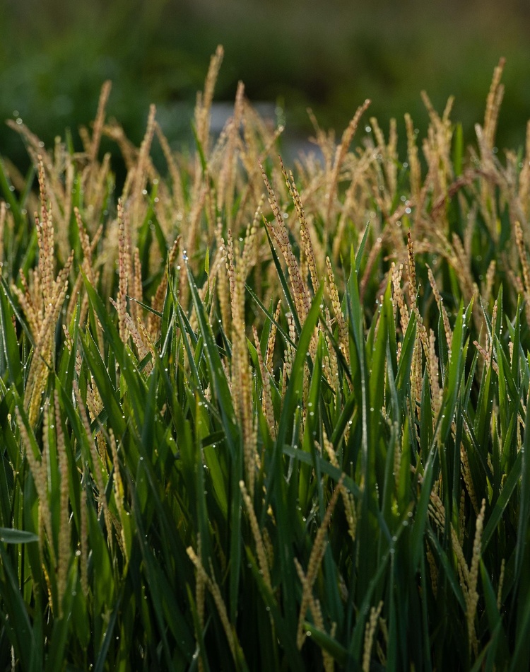 rice field