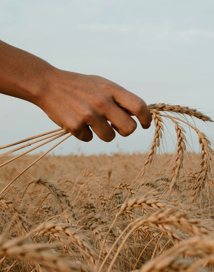 Grain and hand in field_credit Paz Arando on Unsplash