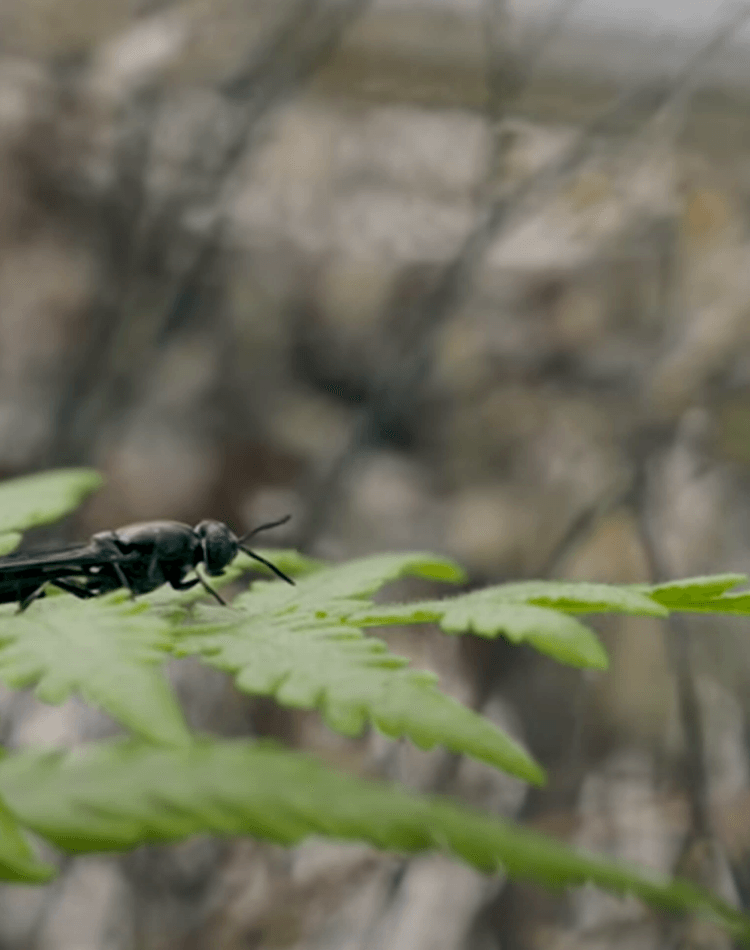 A fly on a plant leaf