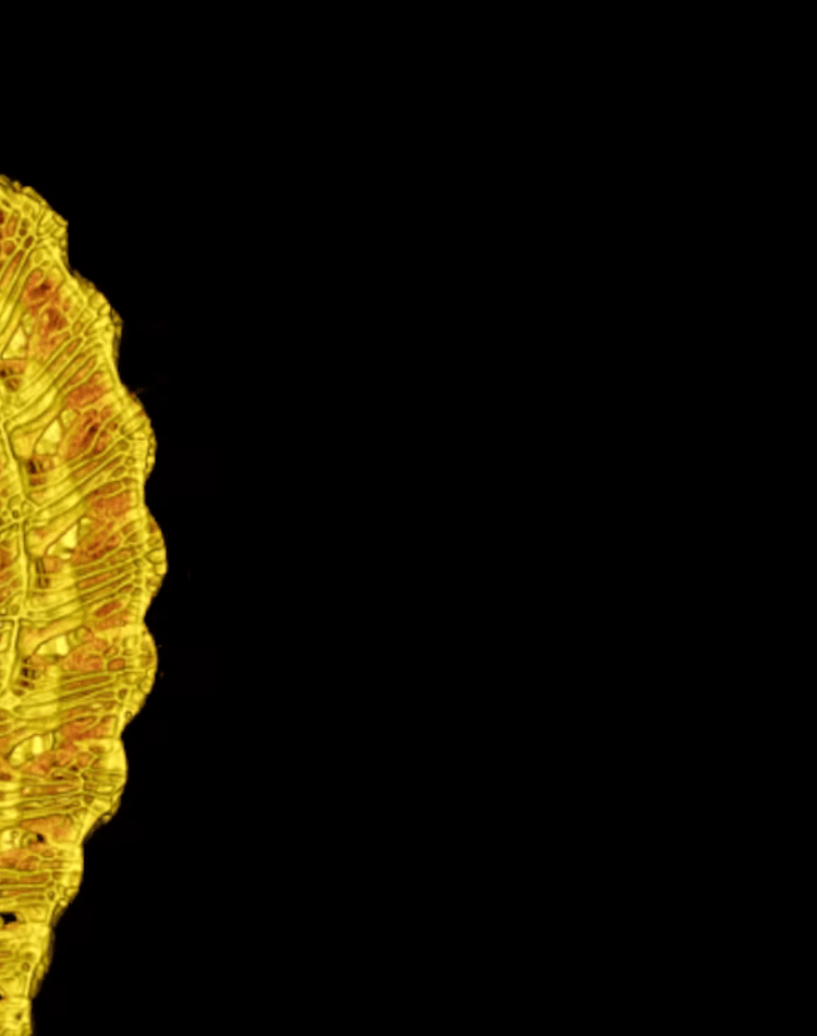 A CT scan of _Australyichthys aegis. Graham Short, CC BY-NC
