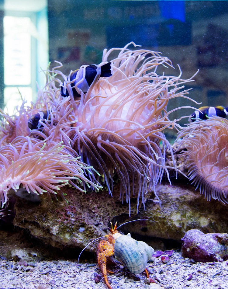 Sea life at the National Marine Science Centre and Solitary Islands Aquarium