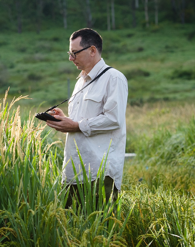 Man in a field with a rice crop