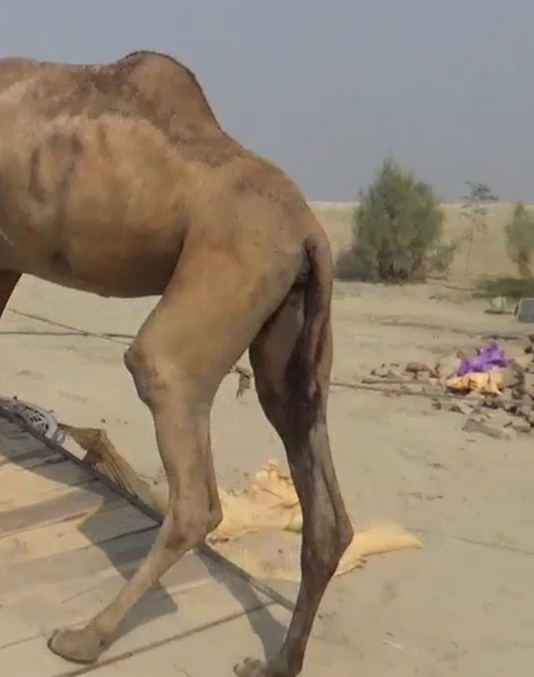 A camel walking on a ramp into a truck following a person