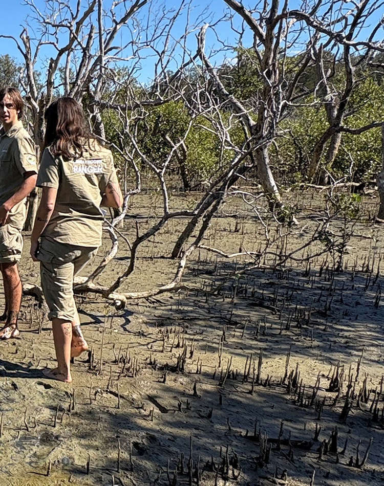 People laying a transect survey in a mangrove estuary as part of a scientific study