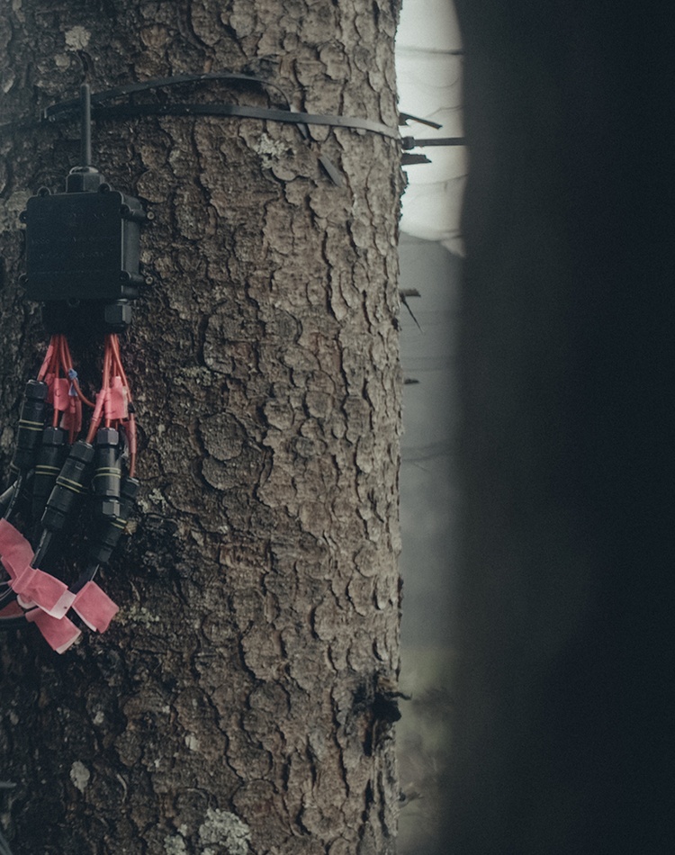 A tree trunk in a forest with wires and devices attached