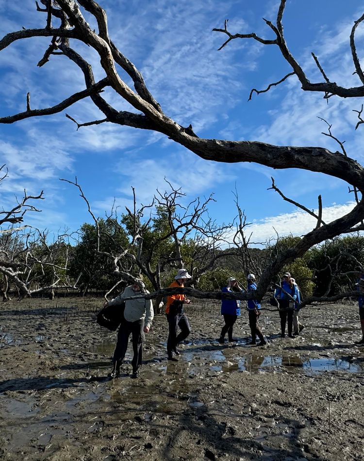 Dead mangroves