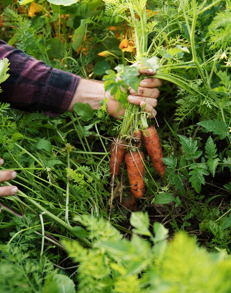 carrot in garden