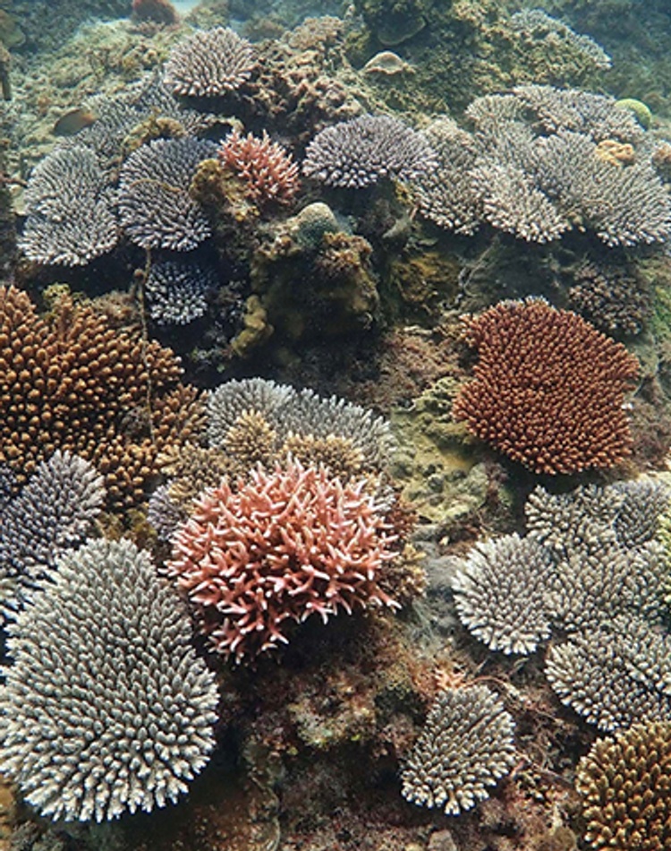 restored corals growing on degraded reefs in Philippines