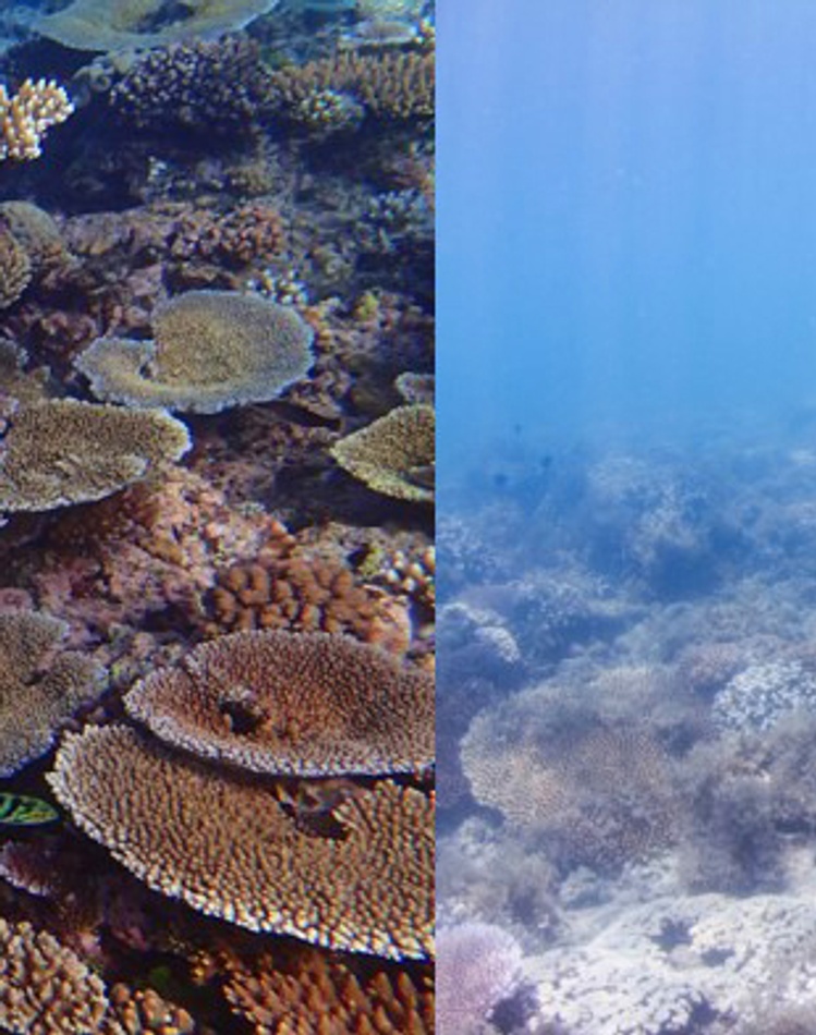 Pristine coral and eutropohied coral composite GBR_credit Ashly McMahon