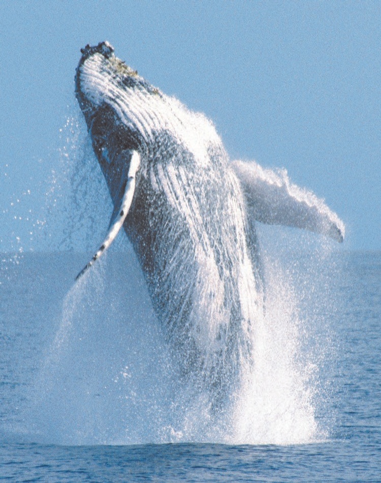 Humpback whale breaching