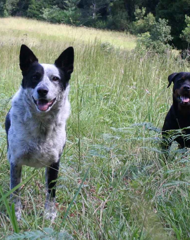 Companion animals Ziggy and Rose