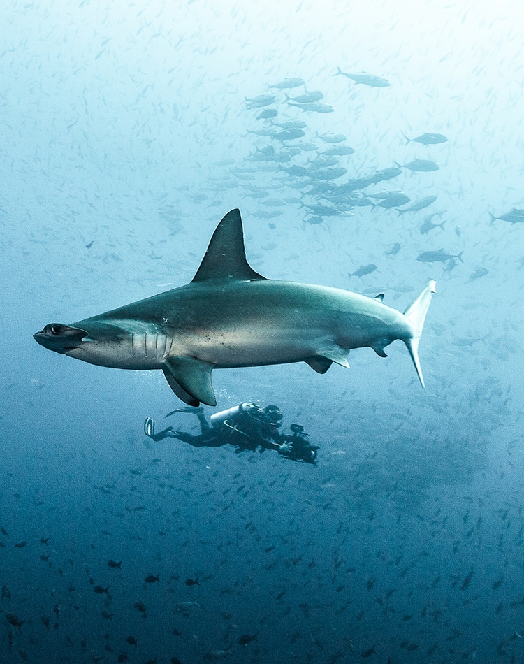 Todd Thimios underwater