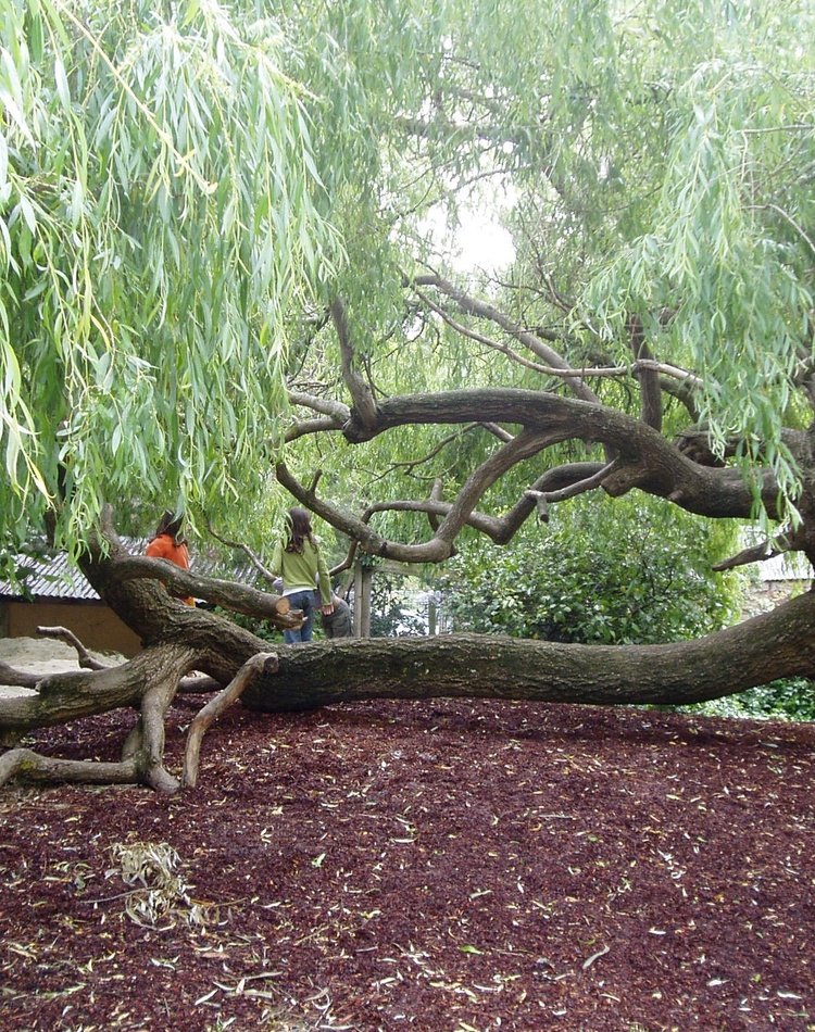 Trees