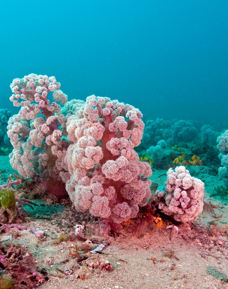 Underwater purple cauliflower-like coral on sea bed