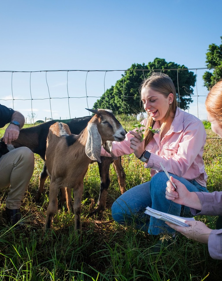 Students in a field studying Vet Med