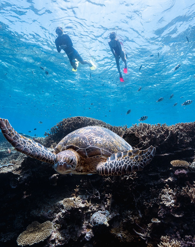 Snorkellers and Turtle - Lady Elliot Island