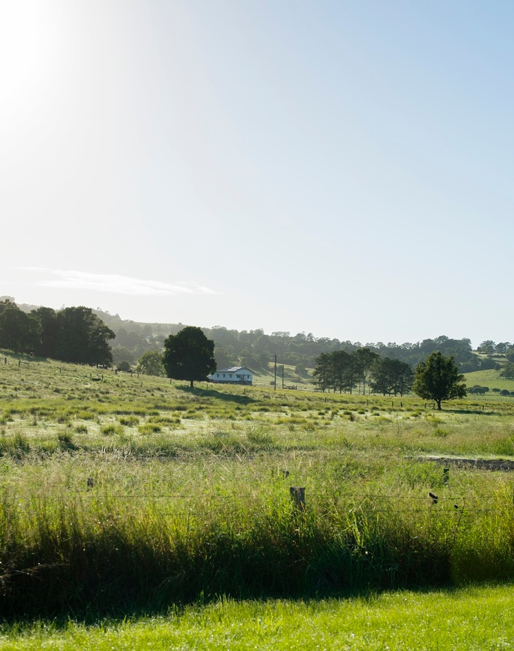 A rural landscape with undulating green hills