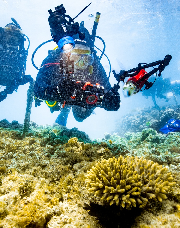 Scuba divers in coral colony