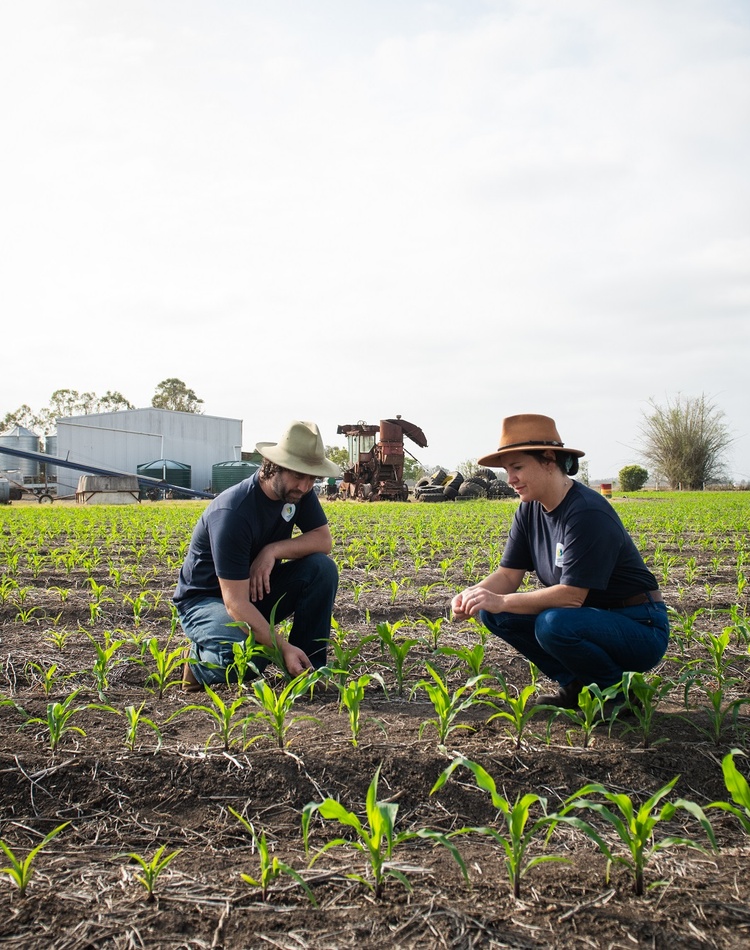 Two people examine a small corn crop in a rural setting