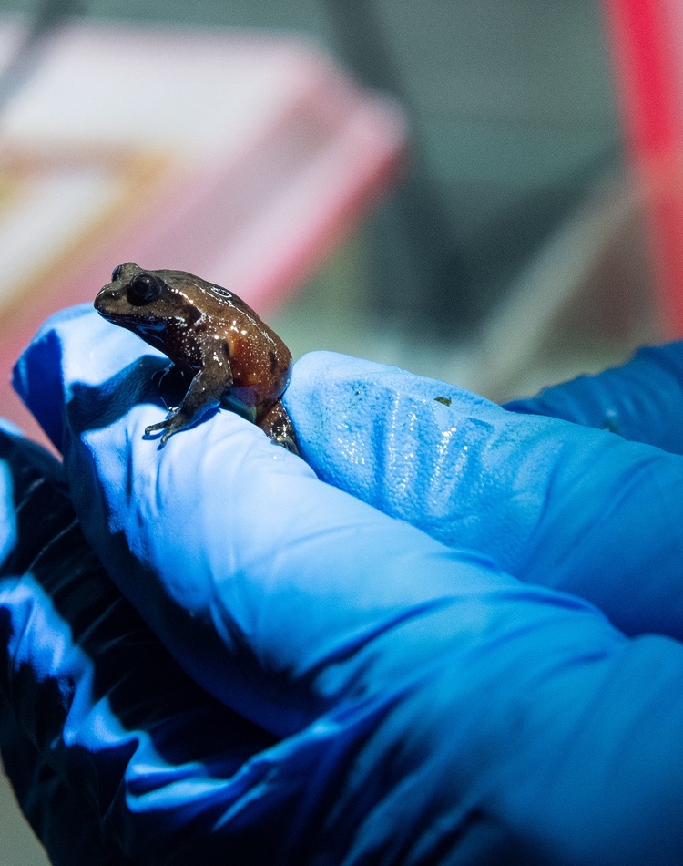 A blue gloved hand holds a tiny frog