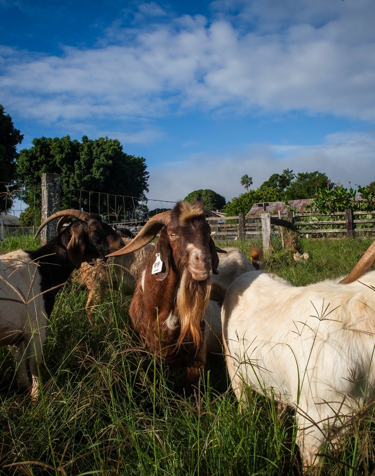 A field with a group of goats