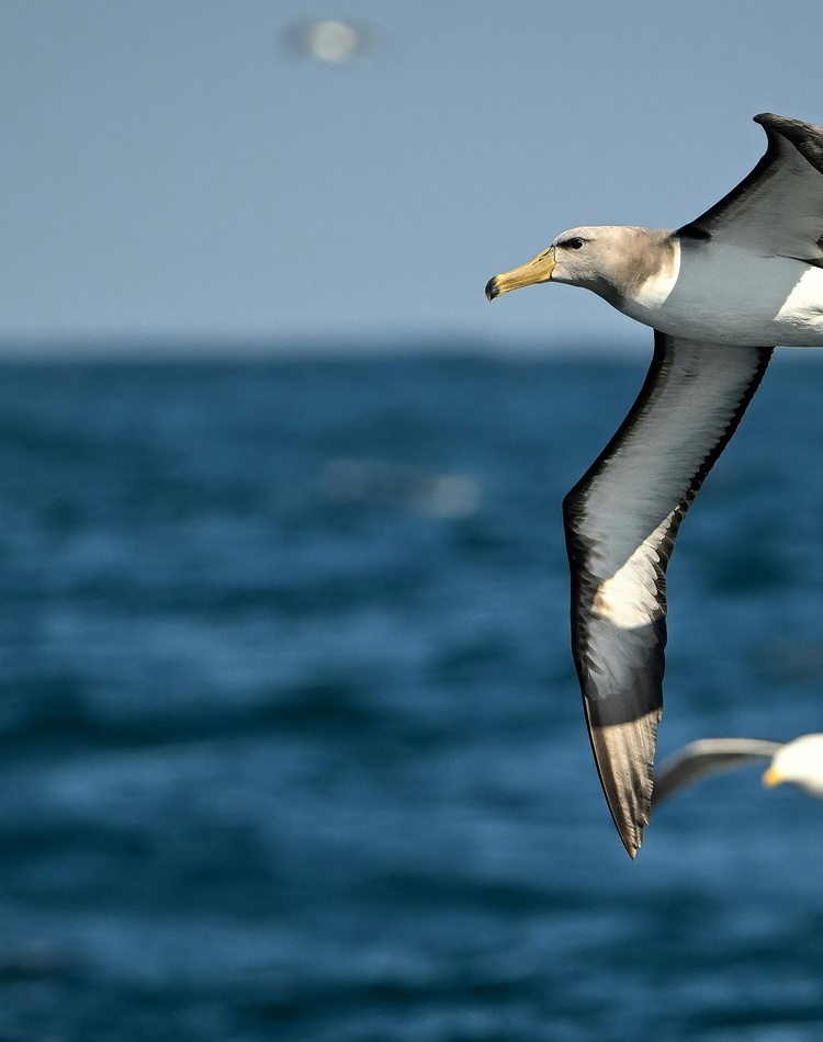 Flying bird