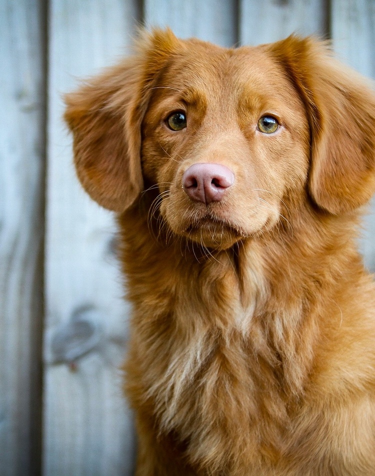 A dog looking at the camera