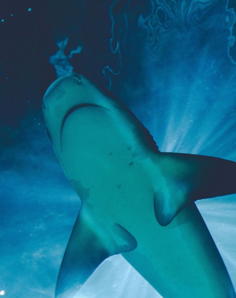 A shark swimming, taken from below